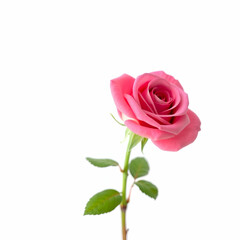 Fototapeta premium Beautiful single isolated pink rose on white