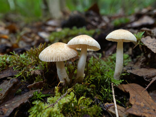 Fototapeta premium tree white mushroom in the forest