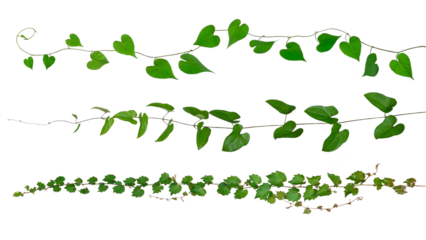 様々な蔦植物のテクスチャー