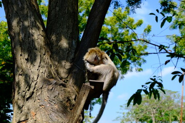 Monkey Sitting on Tree Branch in Natural Habitat with Green Foliage and Blue Sky Background