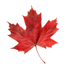 Obraz premium red maple leaf isolated on white or transparent background cutout