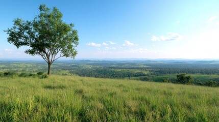 Obraz premium Solitary Tree on a Grassy Hilltop