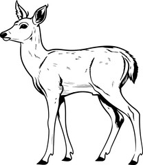 Handdrawn deer drawing 