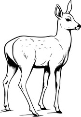 Handdrawn deer drawing 