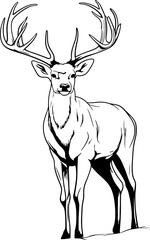Handdrawn deer drawing 