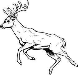 Handdrawn deer drawing 