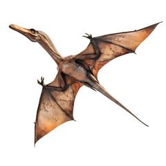 Pterodactyl Flying isolated on transparent background