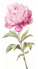 Flower peony illustration botanical.