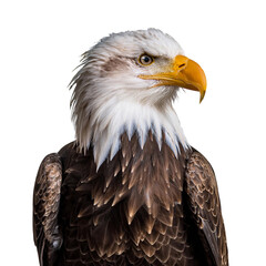 Obraz premium El águila con cabeza blanca y pies amarillos