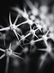 Sharp cactus spines in close-up, a monochrome study.