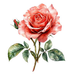 Beautiful watercolor red rose isolated on transparent background. Vector illustration.