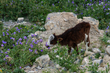 Cute call grazing in a field