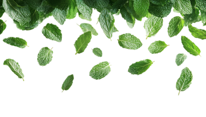 Falling mint leaves spearmint png