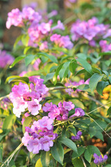 Garlic vine violet flower selective focus point