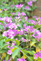 Garlic vine violet flower selective focus point