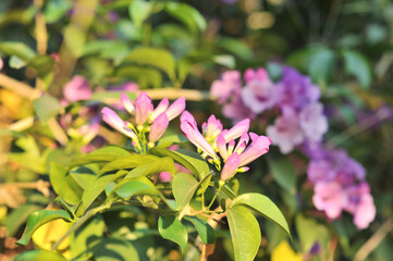 Garlic vine violet flower selective focus point