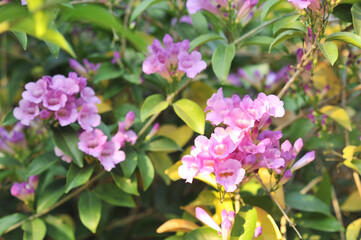 Garlic vine violet flower selective focus point