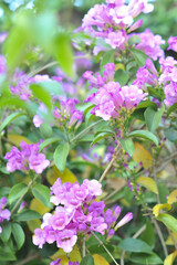 Garlic vine violet flower selective focus point