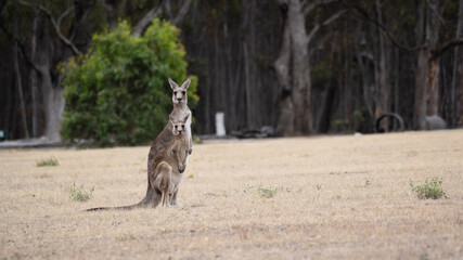 Mother and Child Kangaroo in the wild