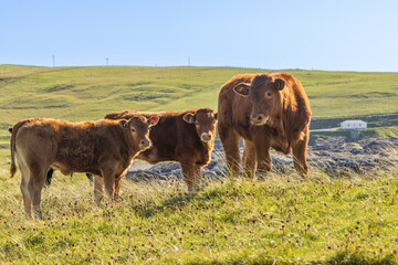 Scotland, Hebrides. Isle of Barra. Cattle in a field. Near Borve.