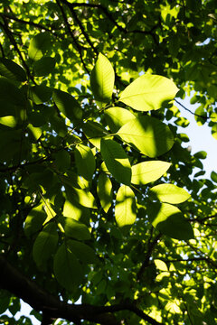 Hojas de nogal a contra luz