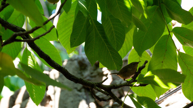 Peque&ntilde;o pajarito en rama
