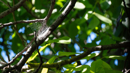 Tela de ara&ntilde;a en una rama de nogal