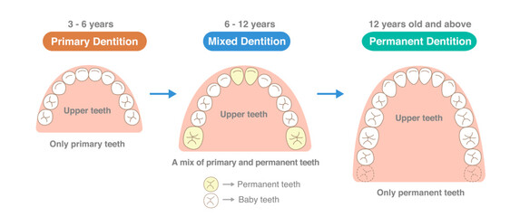 The number of teeth changing with age, the newly erupting teeth, and the alignment of the teeth.