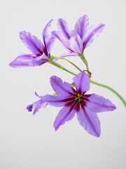 紫色のリューココリネの花
