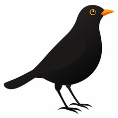 blackbird vector illustration