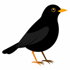 vector illustration of a common blackbird
