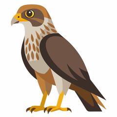 common buzzard vector illustration