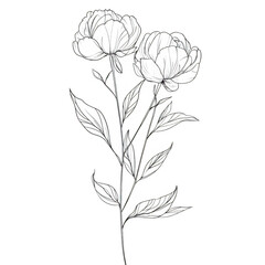 Hand-drawn Peony Flower Illustration on Black Background