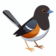 vector illustration of a  eastern towhee bird