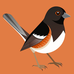 vector illustration of a  eastern towhee bird