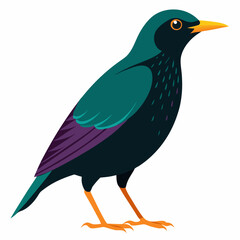 european starling bird on a white background