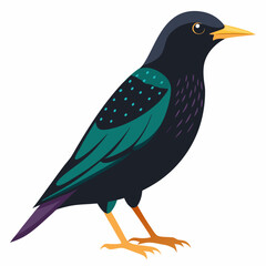 european starling bird on a white background