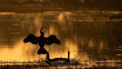 Golden Hues . A darter /snake bird silhouette in the evening . 