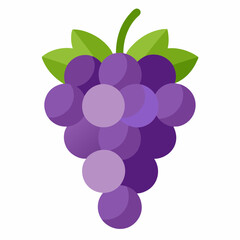 vector illustration of grapes