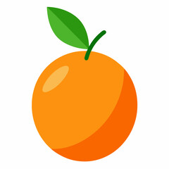 vector illustration of a kumquat