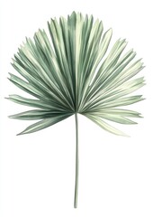 Fototapeta premium Fan palm leaf art illustration plant.