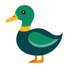 mallard duck on white background