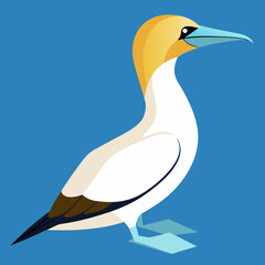 illustration of a northern gannet