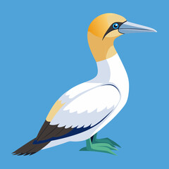 northern gannet vector illustration
