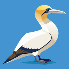 northern gannet vector art