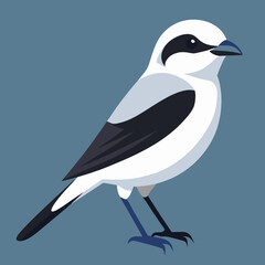 vector illustration of a northern shrike bird