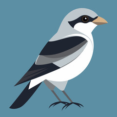 vector illustration of a northern shrike