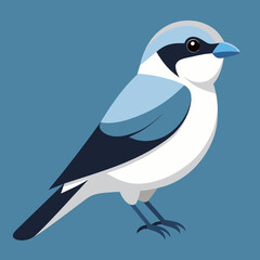 northern shrike illustration