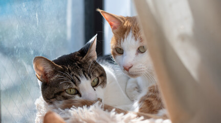 窓辺でくつろぐ可愛い二匹の猫