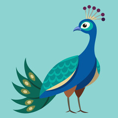 peacock vector illustration